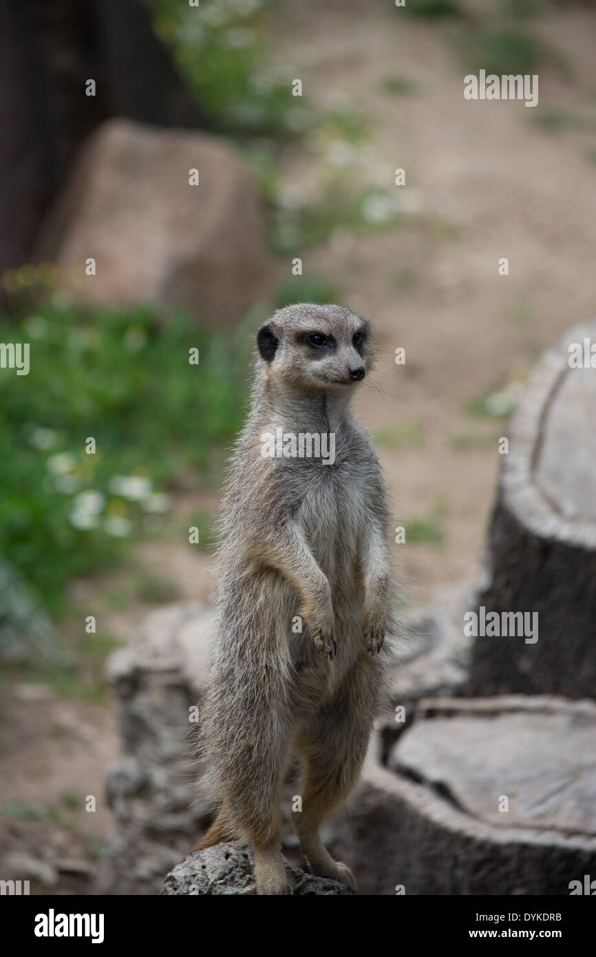 a meerkat standing up onto a trunk Stock Photo
