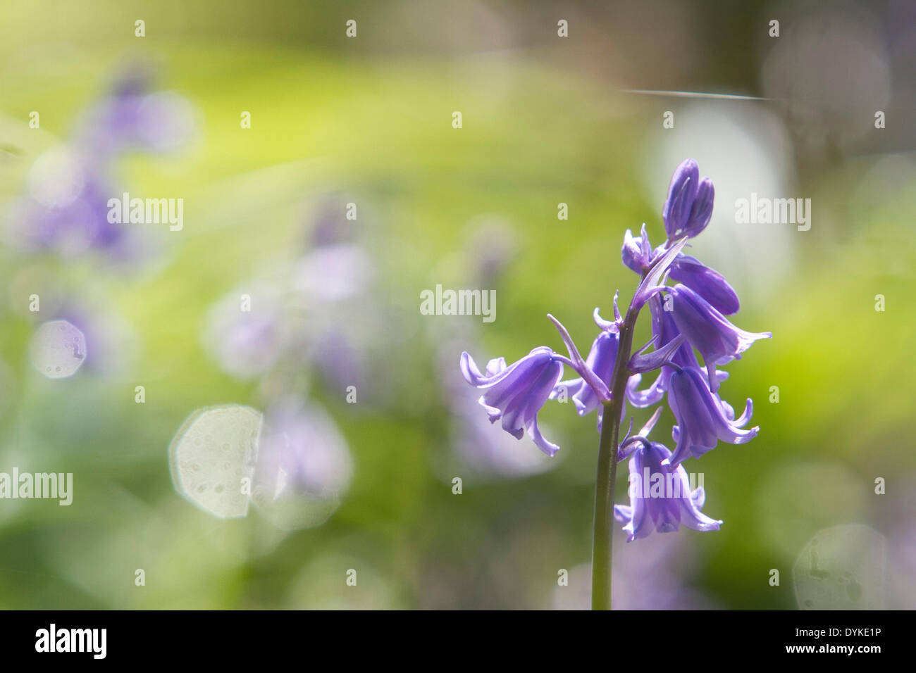 Wimbledon London 21st April. Bluebell flowers in bloom on Wimbledon Common Credit:  amer ghazzal/Alamy Live News Stock Photo