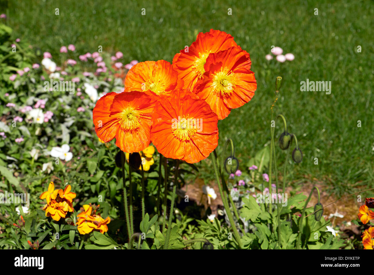 Poppies in wildflower border hi-res stock photography and images - Alamy