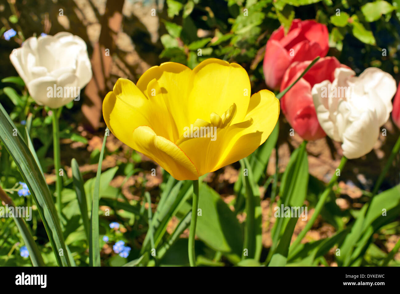 Colorful tulips in the park Stock Photo - Alamy