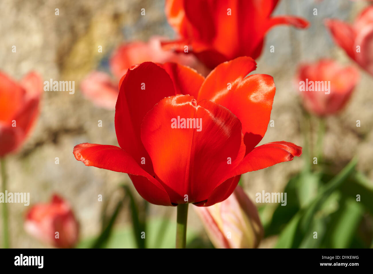 Colorful tulips in the park Stock Photo - Alamy
