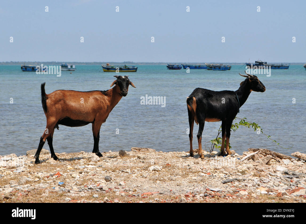 Sri Lankan Goats on island with fisherboats Stock Photo
