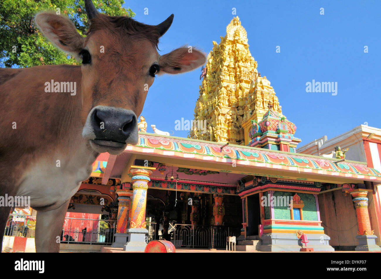 Sacred cow in front of Hindu temple, Sri Lanka Stock Photo