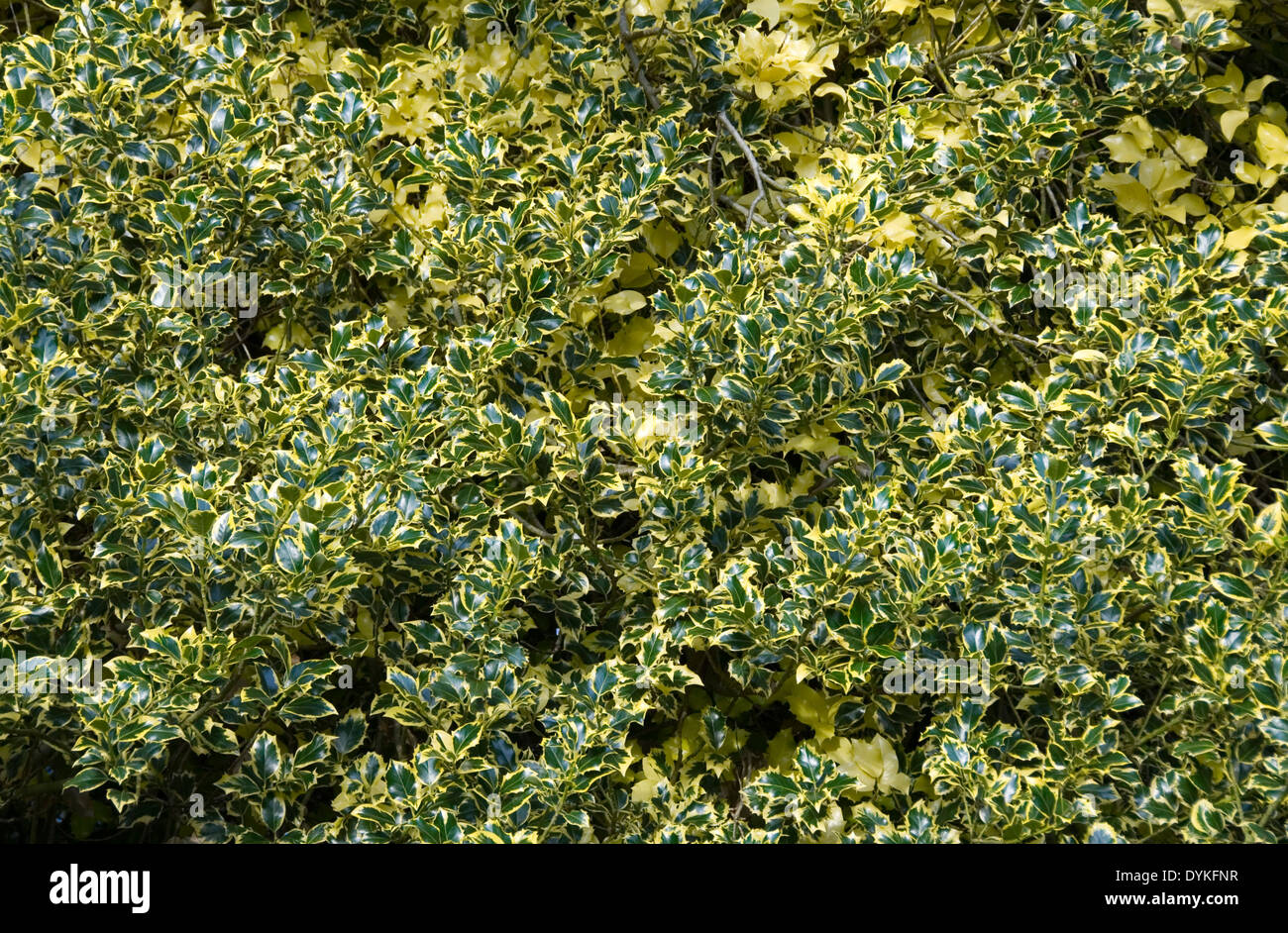 Golden King Holly leaves : a glossy green leaf with a yellow edge, natural background Stock Photo