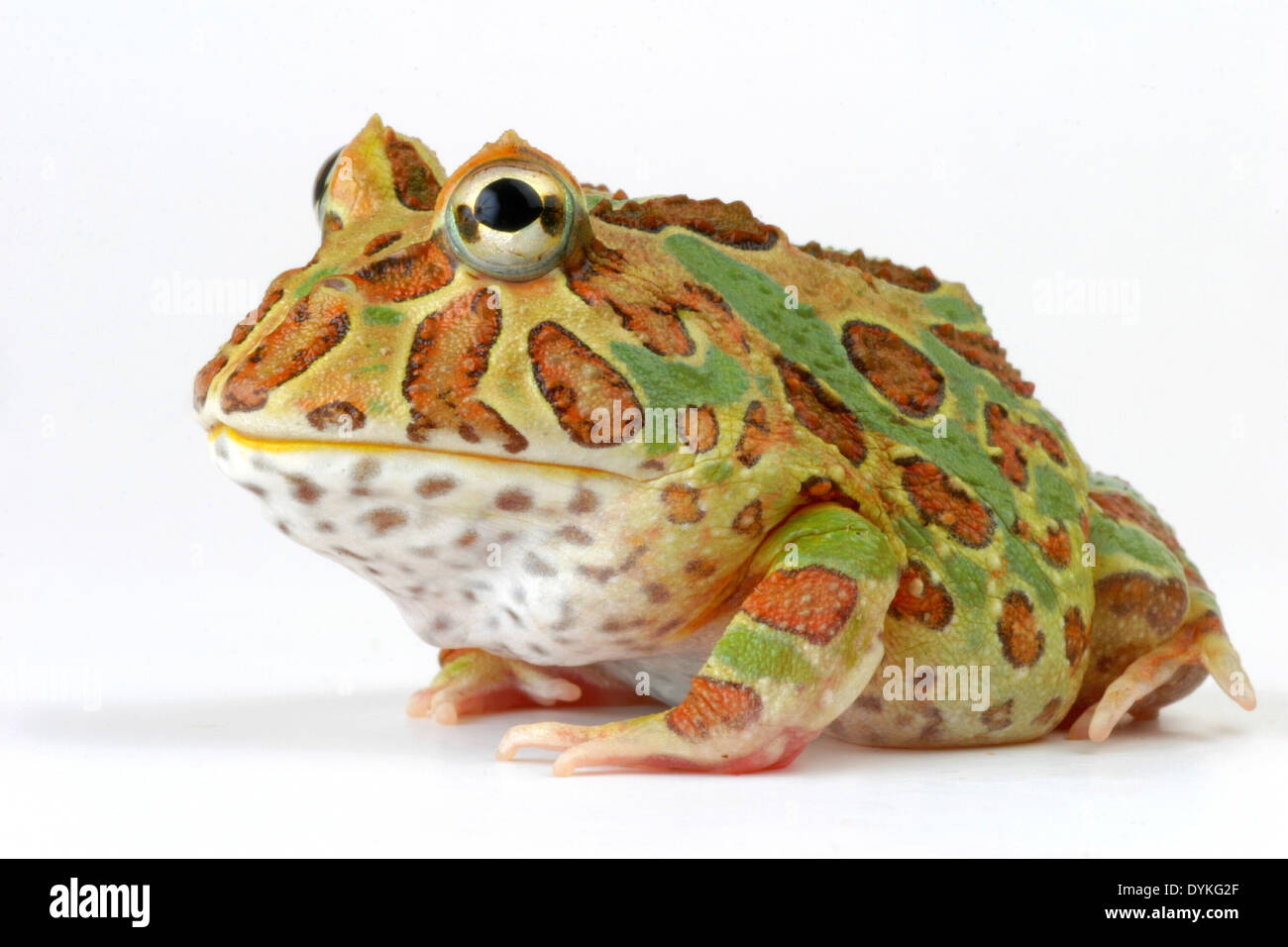 argentine horned frog, pacman frog (Ceratophrys ornata), two individuals sitting side by side Stock Photo