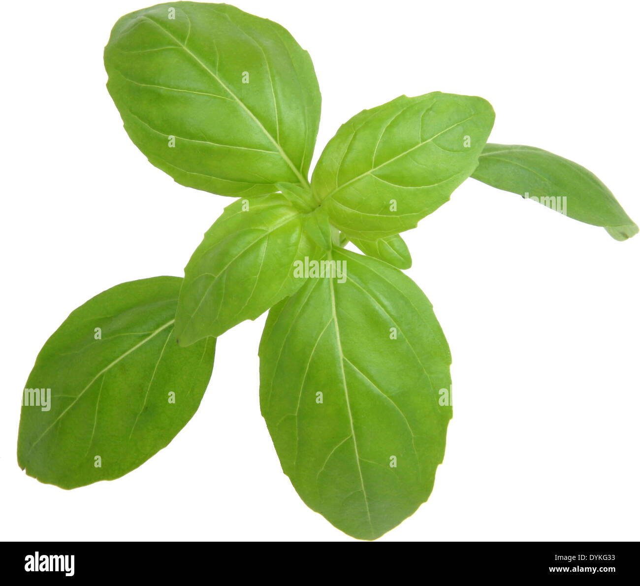 sweet basil (Ocimum basilicum), foliage, leaves Stock Photo Alamy