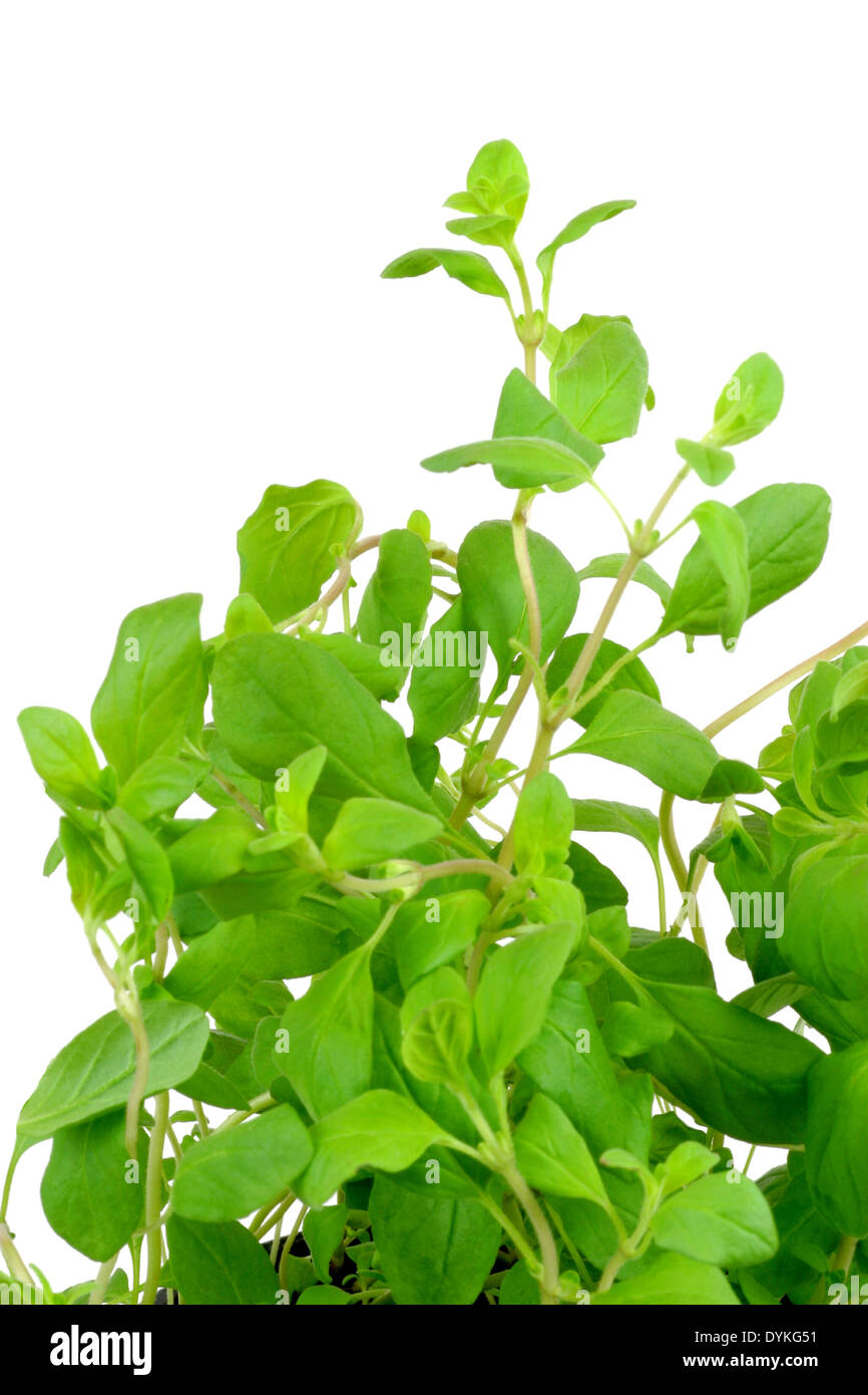 sweet marjoram, knotted marjoram (Origanum majorana, foliage, leaves Stock Photo Alamy
