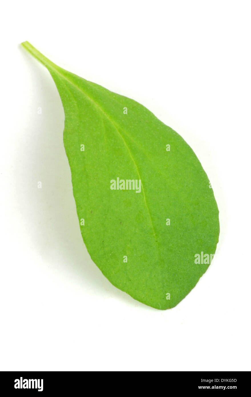 Sweet marjoram origanum majorana hires stock photography and images