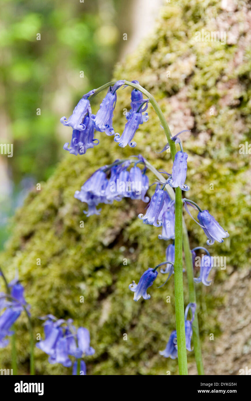 Delicate blue flowers hires stock photography and images Alamy