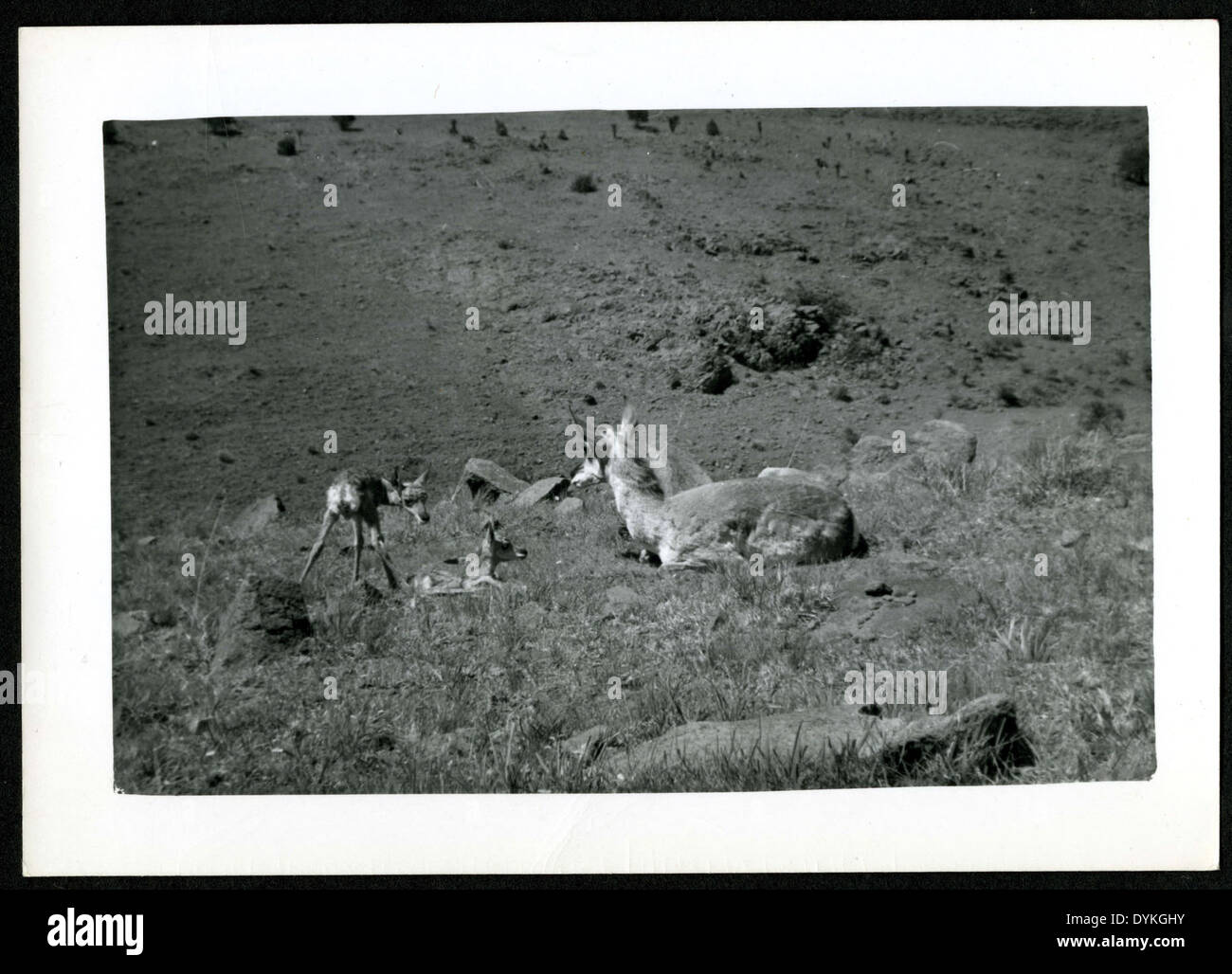 A doe and her fawns, about 45 minutes old, are observed at Up & Down ...