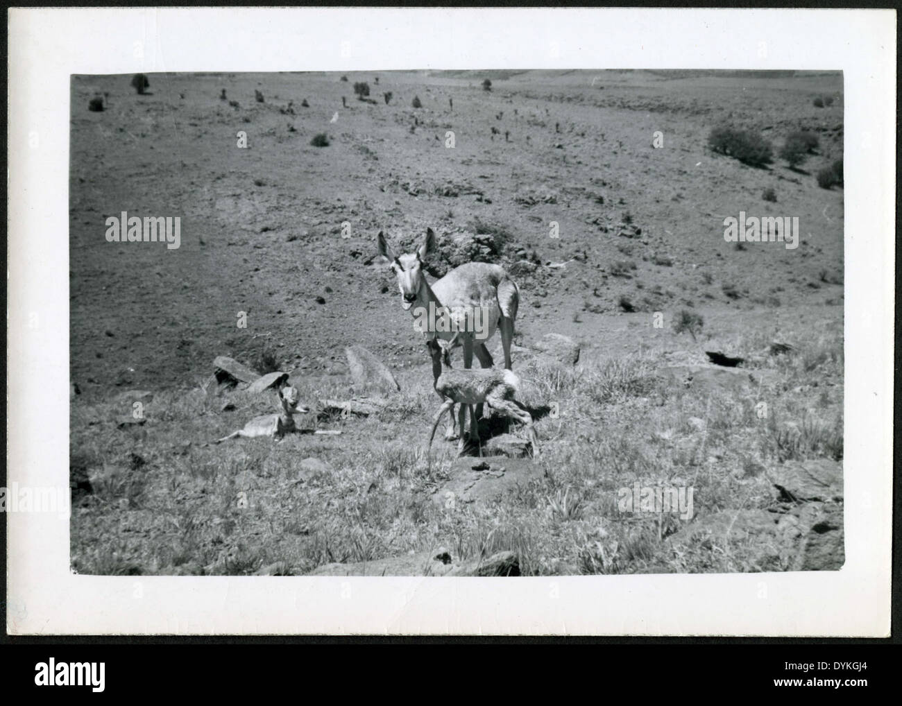 A doe with fawns, approximately half an hour old, at Up & Down Ranch ...