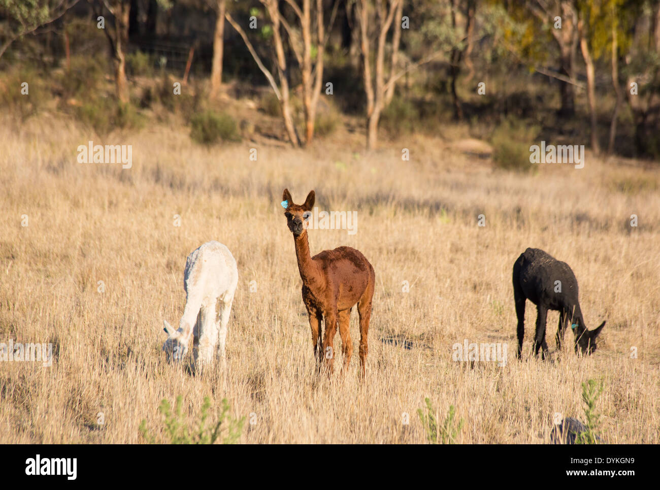 Alpacas, Vicugna pacos, grazing on a farm in New South Wales, Australia Stock Photo