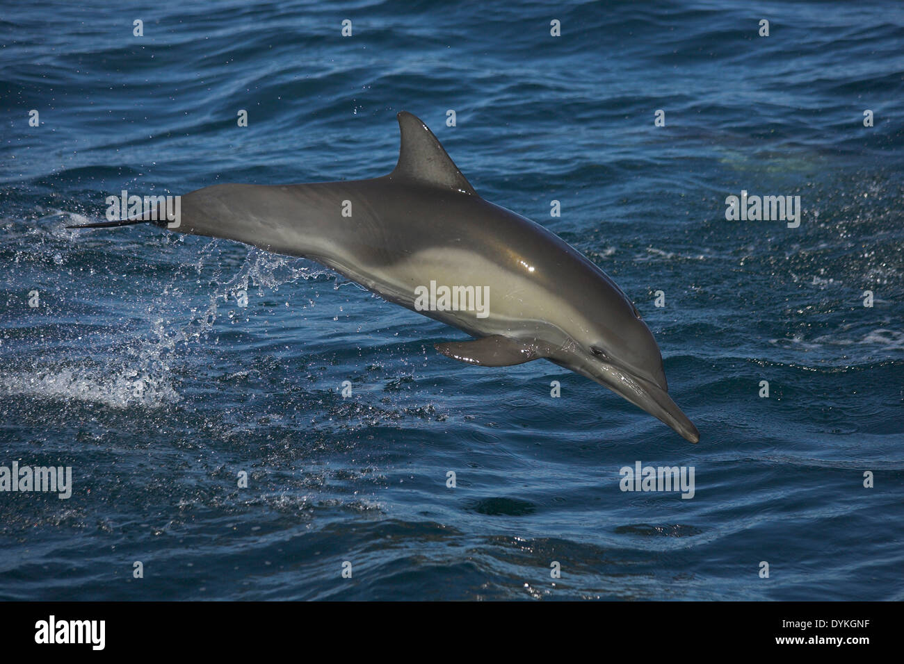 Kapdelfin (Delphinus capensis) springt, leaping Stock Photo