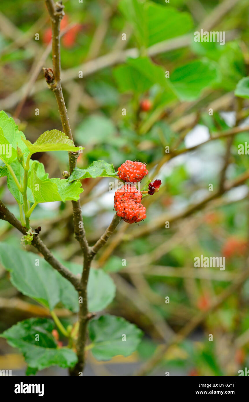 beautiful Mulberry Tree (Morus alba) in garden of Thailand Stock Photo