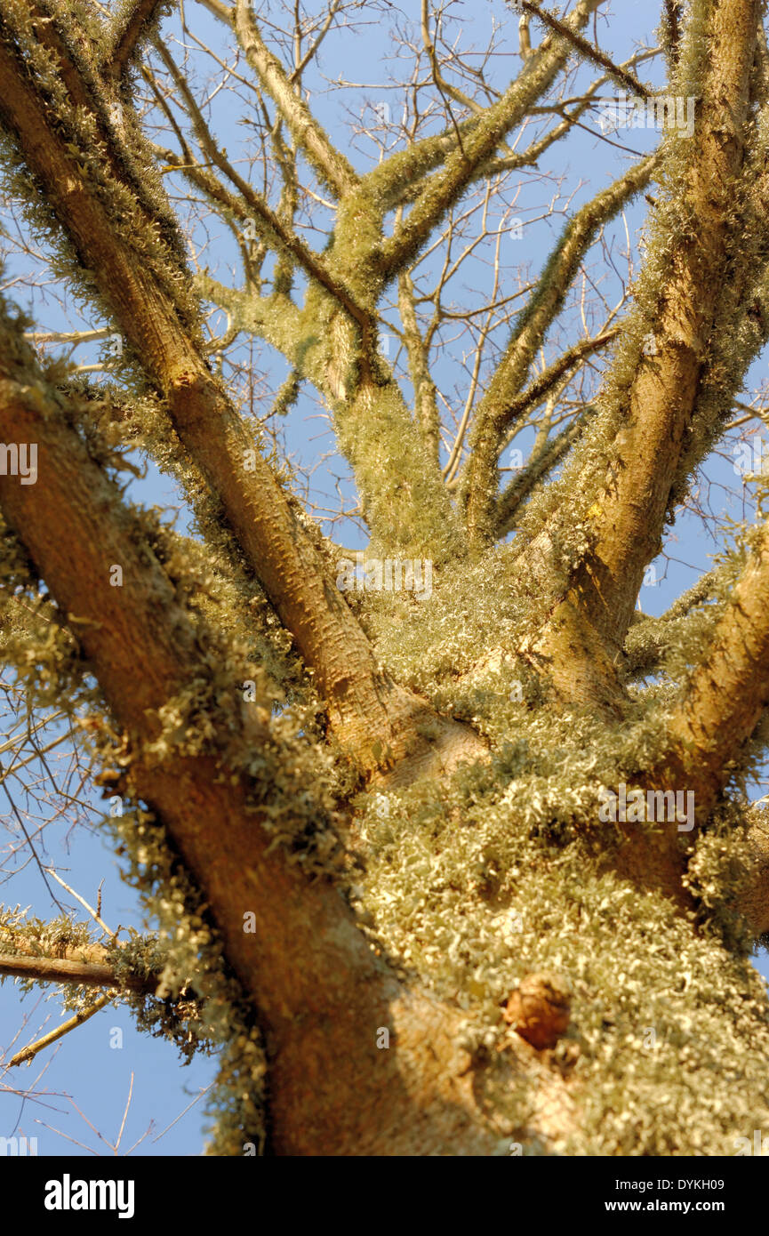 Old maple tree with lichenes on the stem Stock Photo