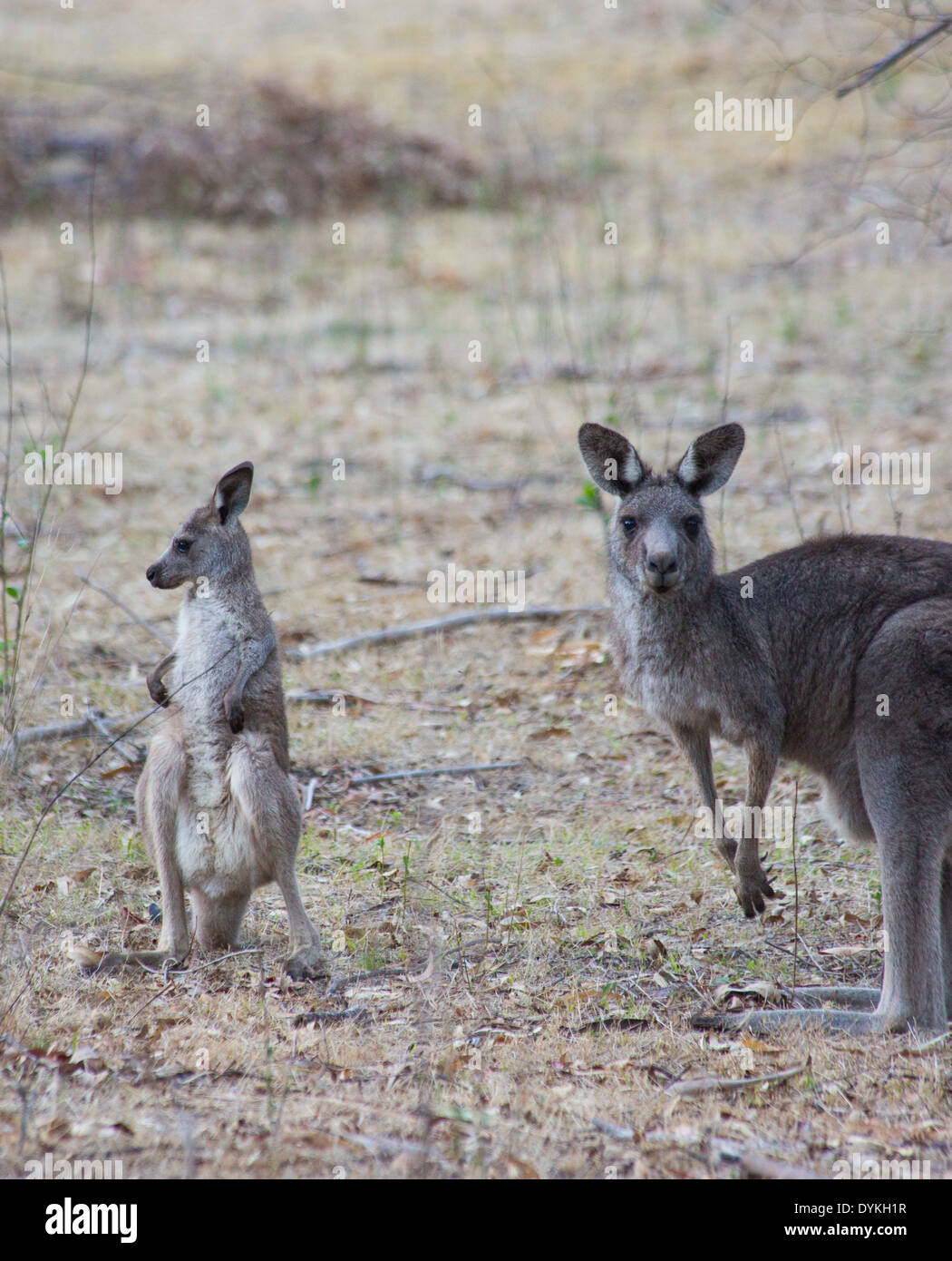 Mother & joey Eastern Grey Kangaroo, Macropus giganteus, Wollemi National Park, NSW, Australia Stock Photo