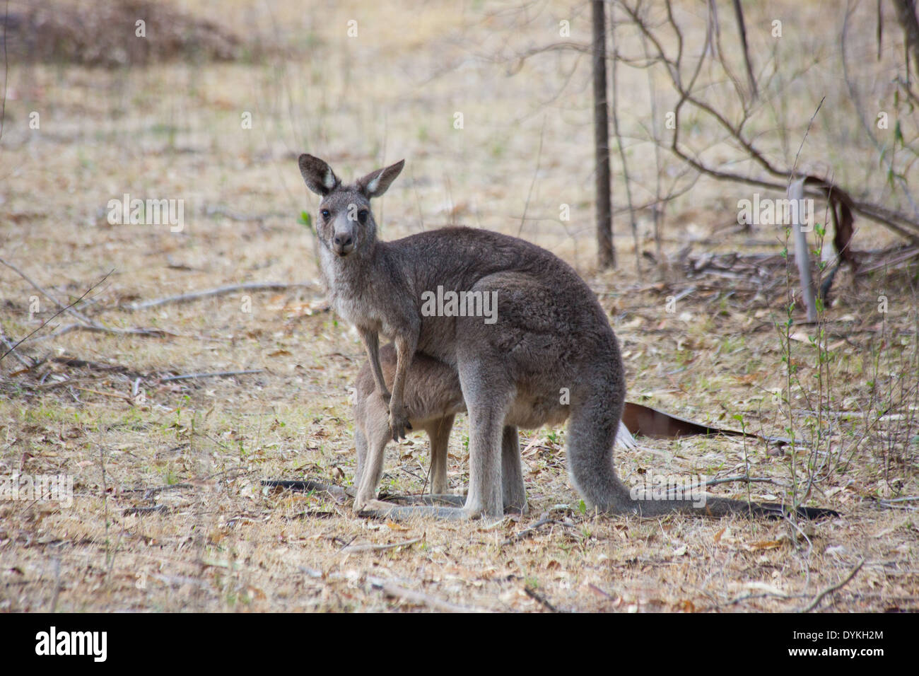 Mother nursing joey from pouch - Eastern Grey Kangaroo, Macropus giganteus, Wollemi National Park, NSW, Australia Stock Photo