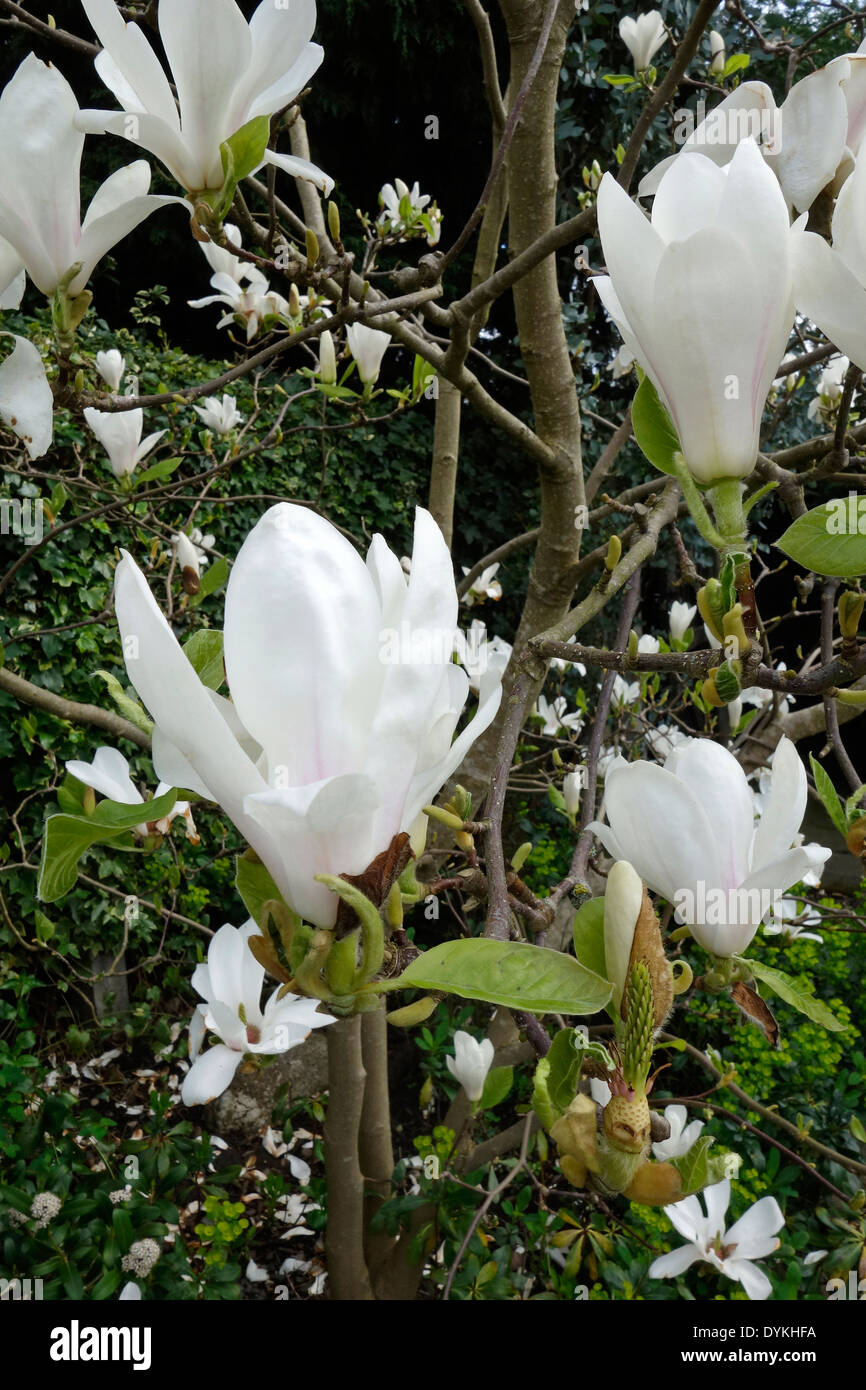 Magnolia denudata in Flower Stock Photo Alamy