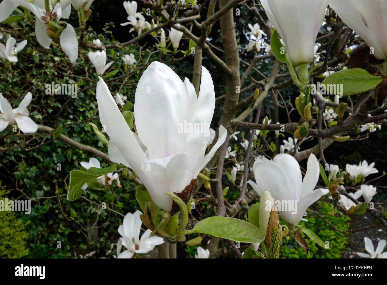 Magnolia denudata in Flower Stock Photo Alamy