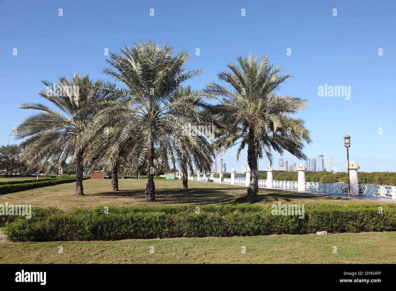 Palm Trees at the corniche in Abu Dhabi, United Arab Emirates Stock Photo