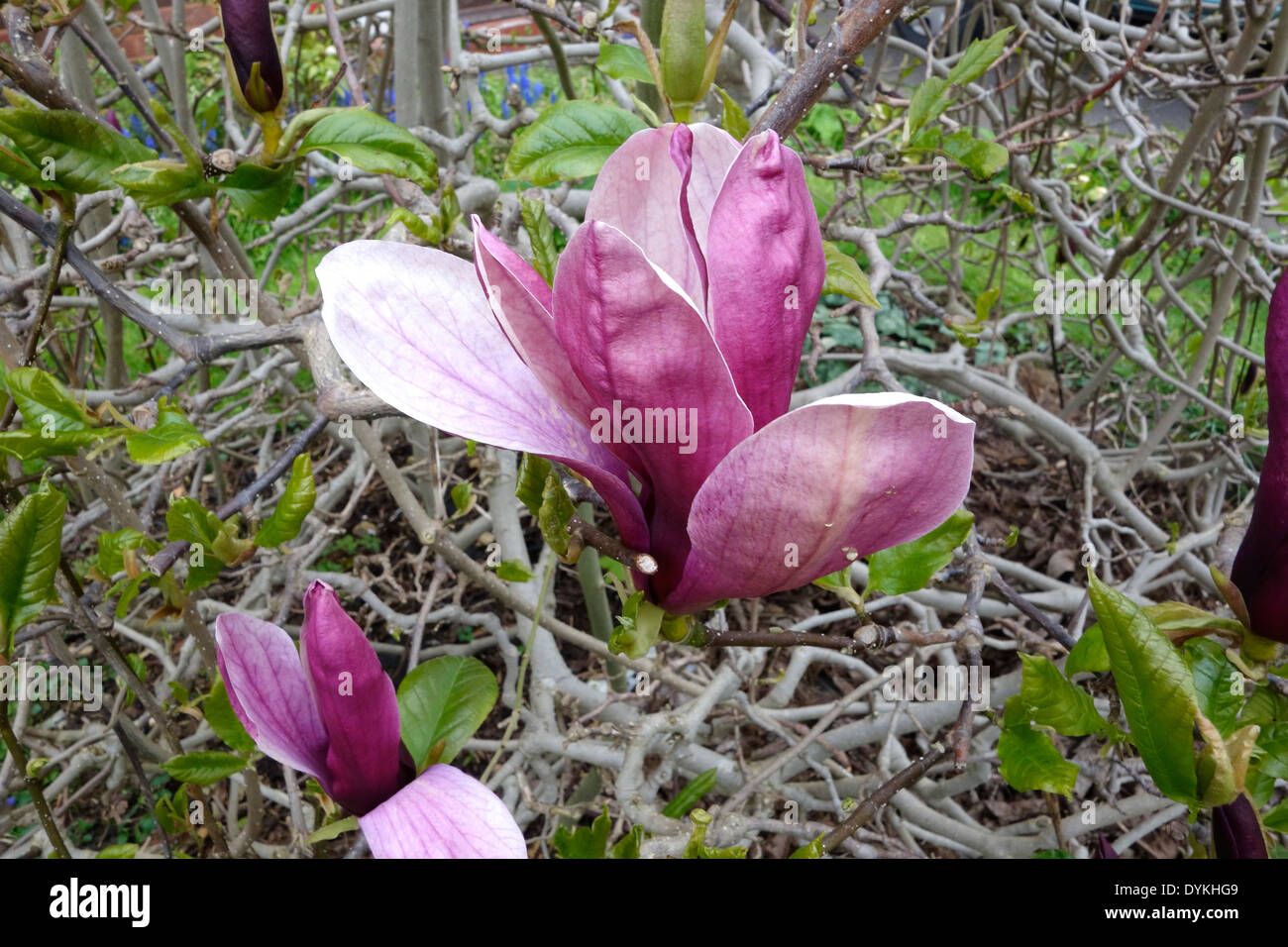 Magnolia liliiflora  ( Purple Magnolia ) in Flower Stock Photo