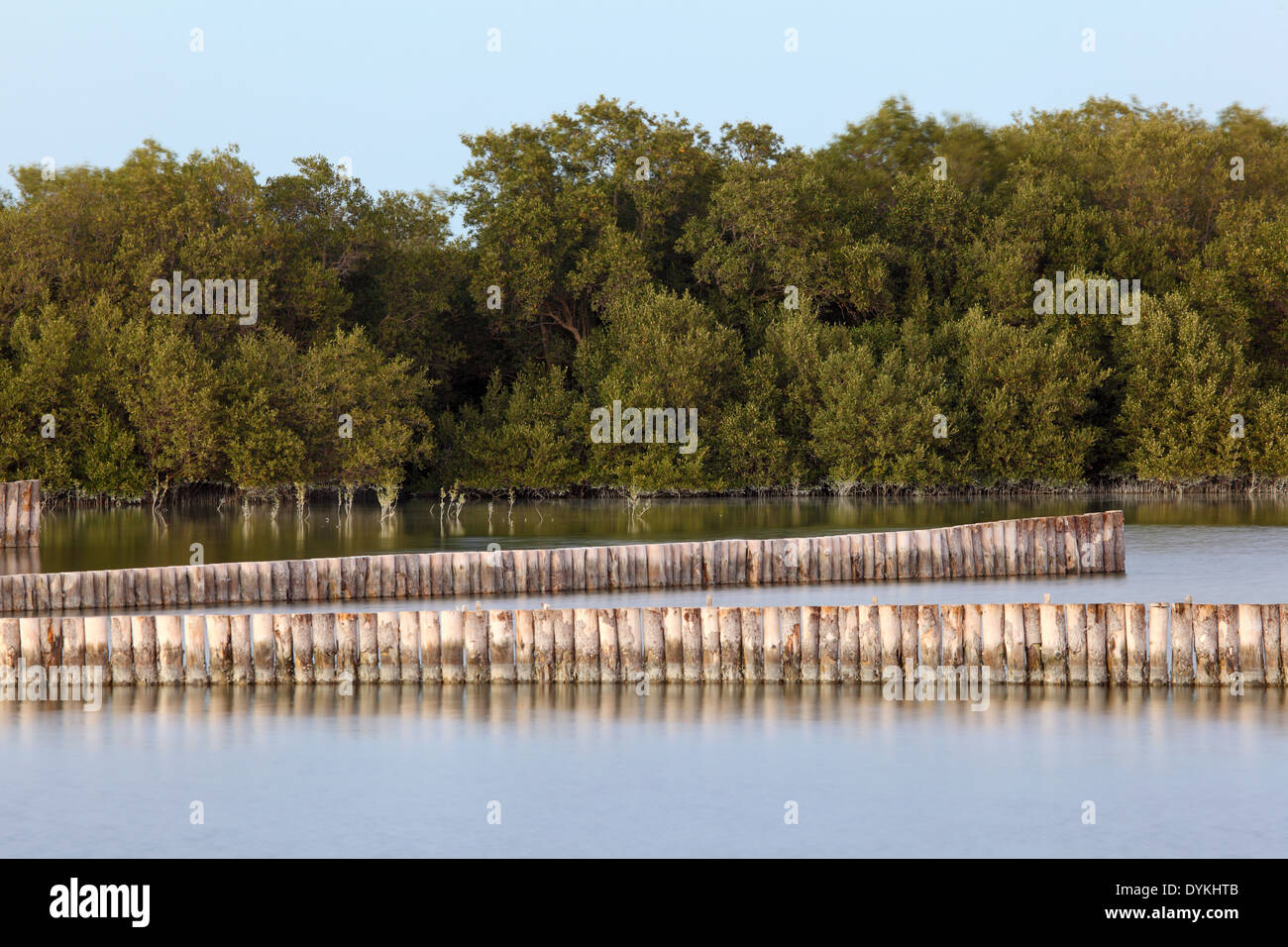 Mangrove trees in Abu Dhabi, United Arab Emirates Stock Photo