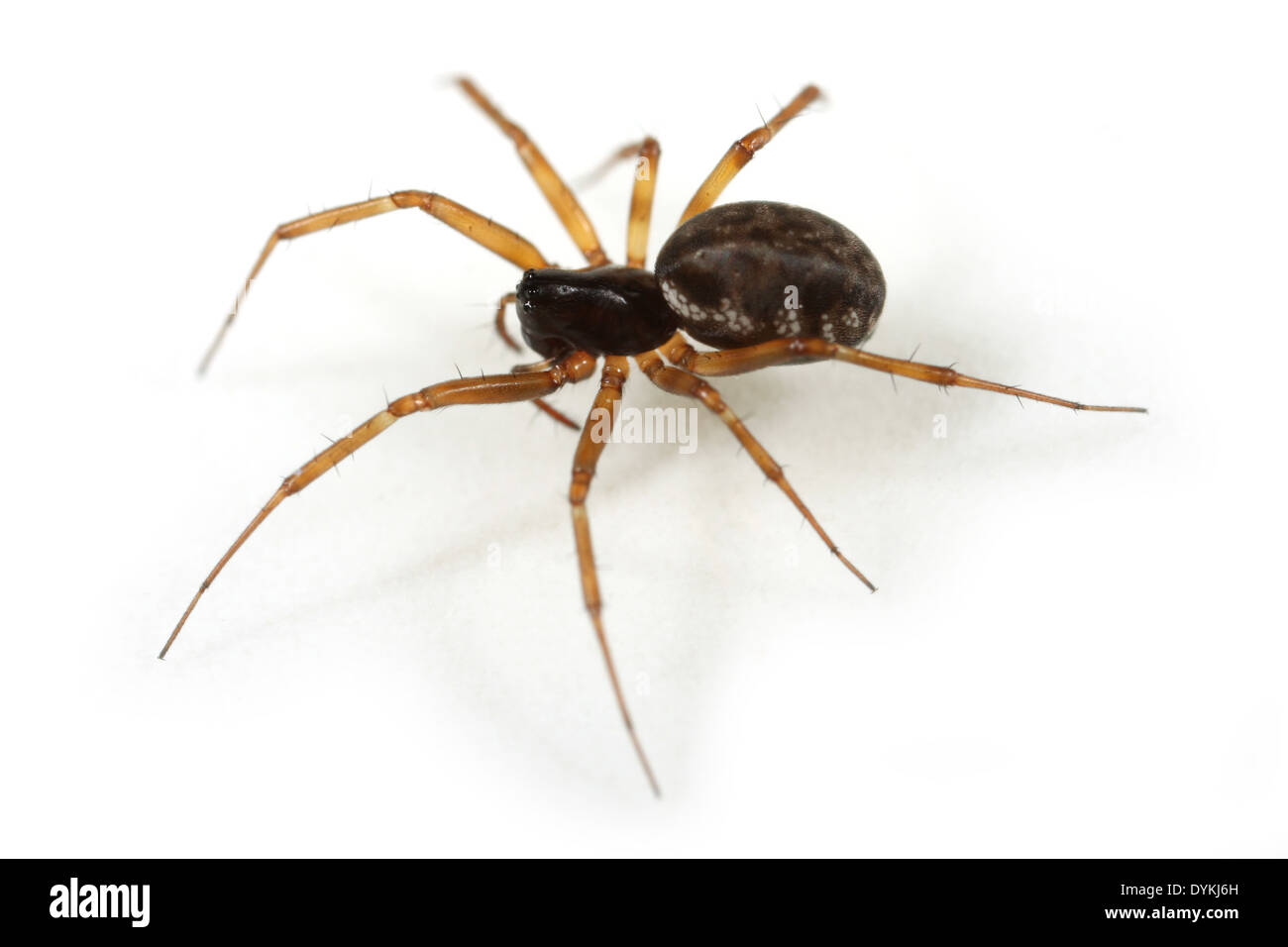 Neriene clathrata spider, part of the family Linyphiidae - sheetweb weavers. Stock Photo