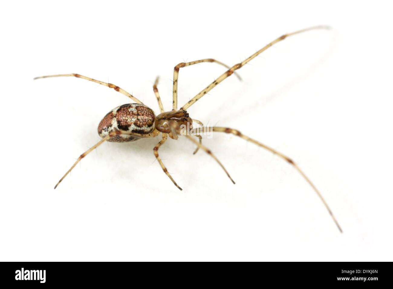 Female Tetragnatha obtusa spider, part of the family Tetragnathidae - Stretch spiders. Stock Photo