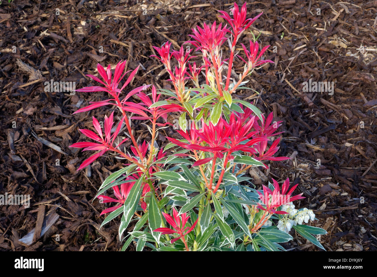 Pieris japonica cultivar 'Flaming Silver' ( Lily of the Valley Bush