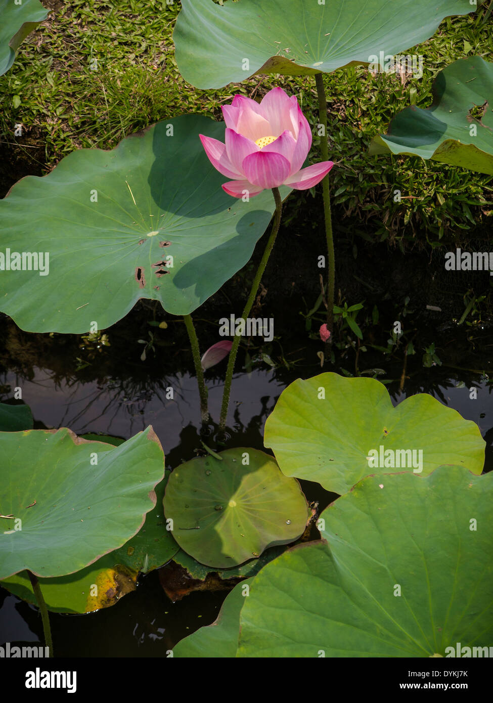A single Lotus flower in a water garden Stock Photo