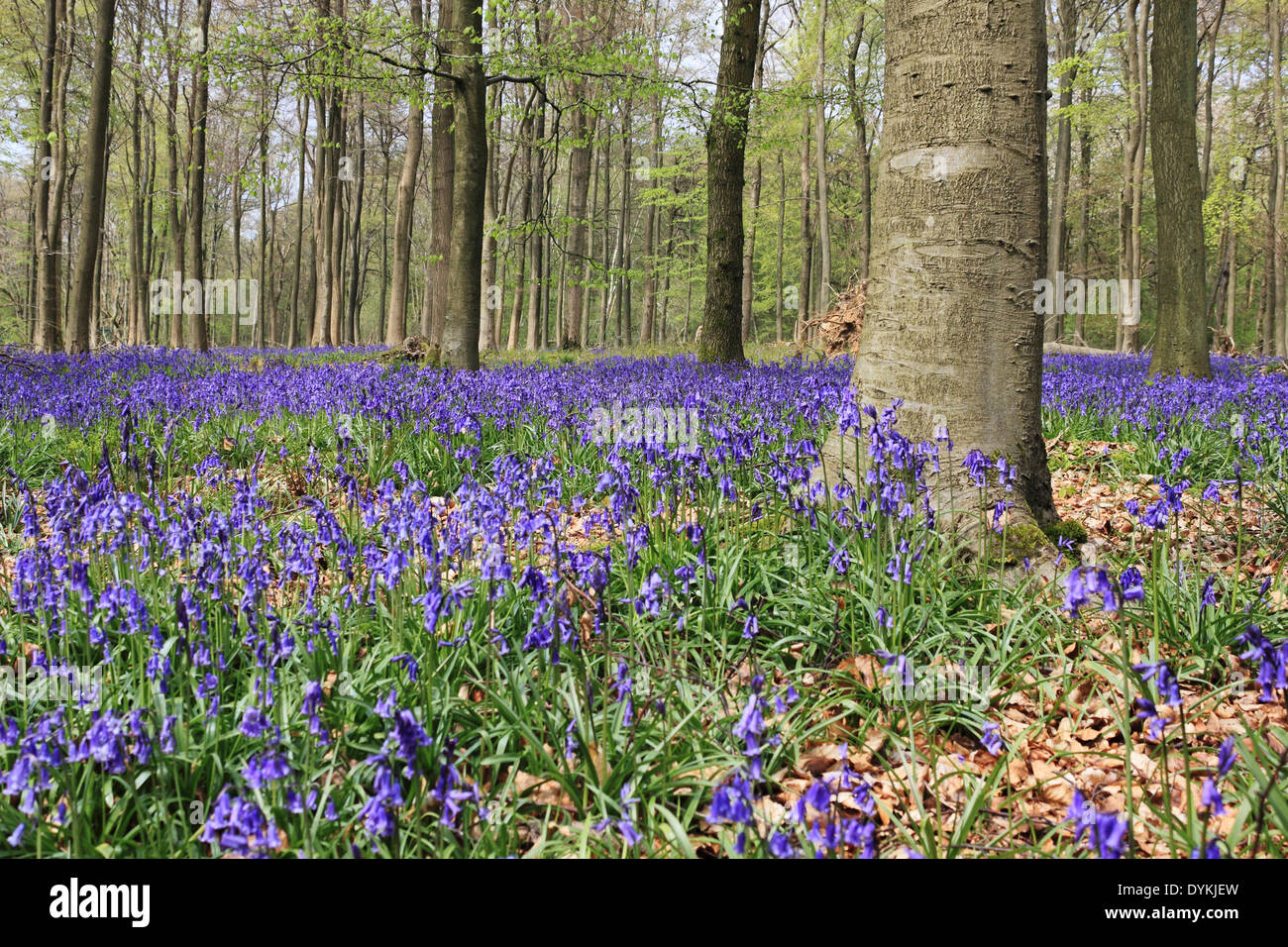 White Down Wood, nr Dorking, Surrey, England, UK. 21st April 2014.  The bluebells are in full bloom in this woodland on the North Downs near to Dorking in Surrey. The blue carpet of traditional English Bluebells (Hyacinthoides non-scripta) look magnificent in the sunshine. Credit:  Julia Gavin/Alamy Live News Stock Photo