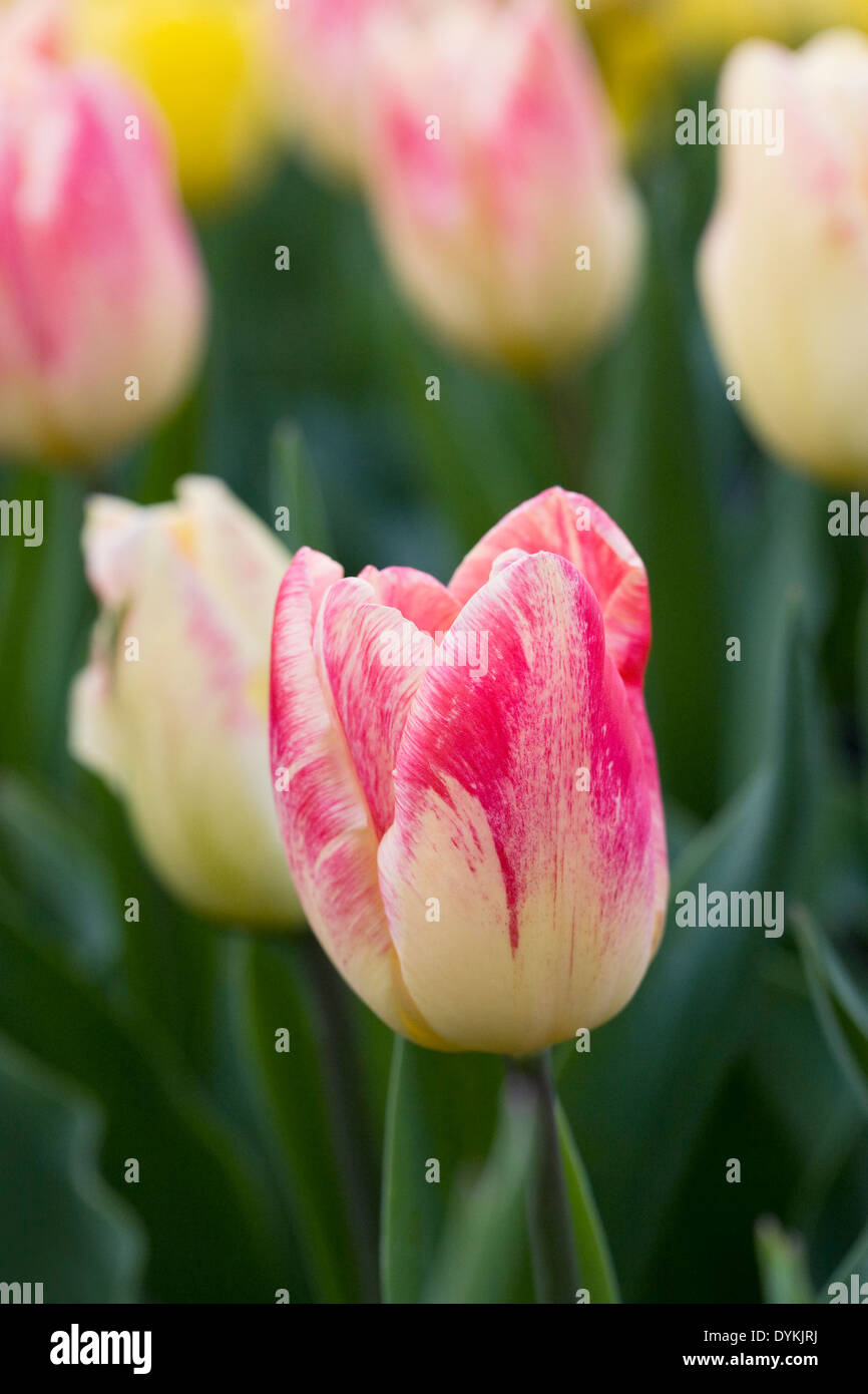 Tulipa 'Balance of Colors' in the garden. Stock Photo