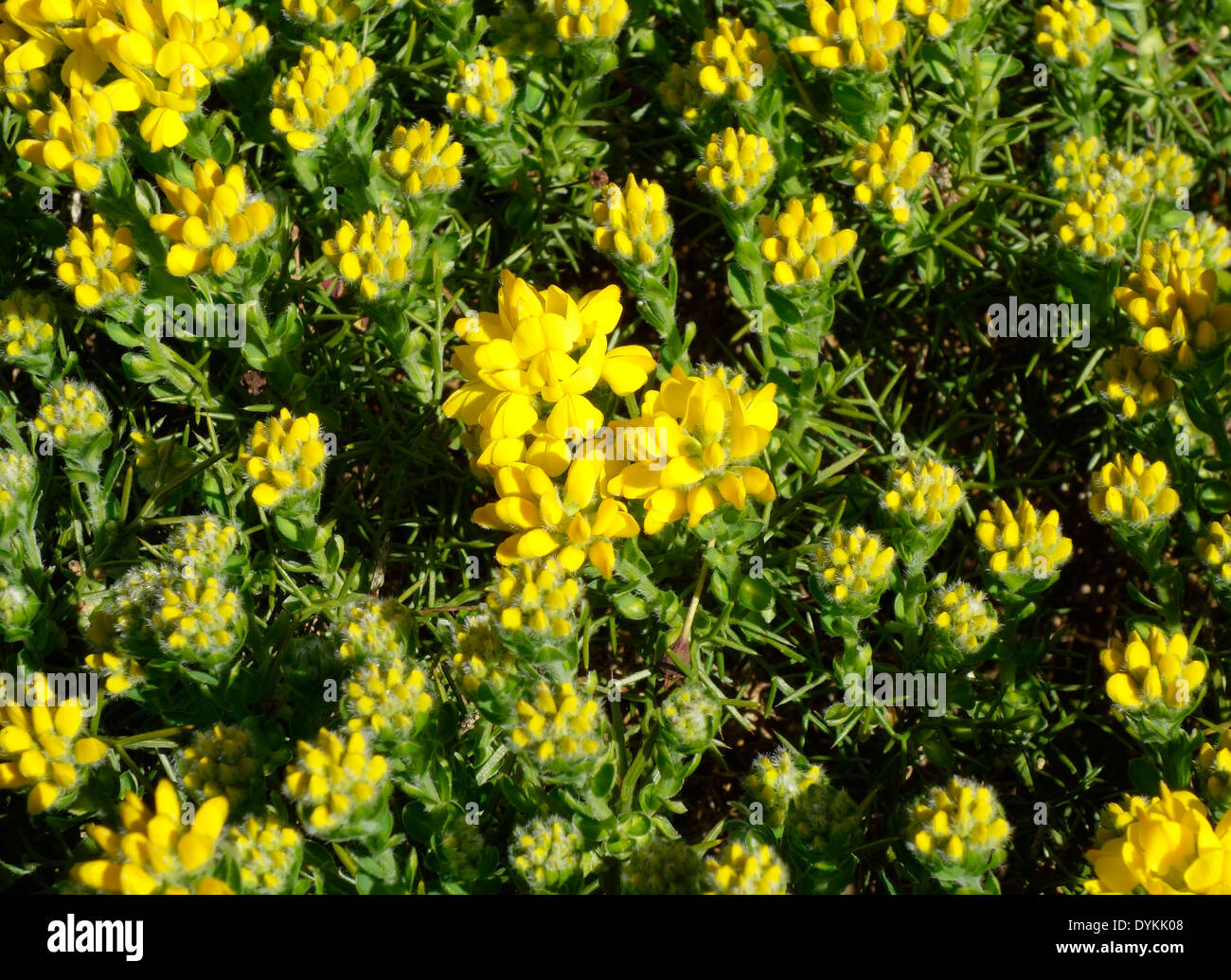 Genista hispanica ( Spanish Broom ) in Flower Stock Photo Alamy