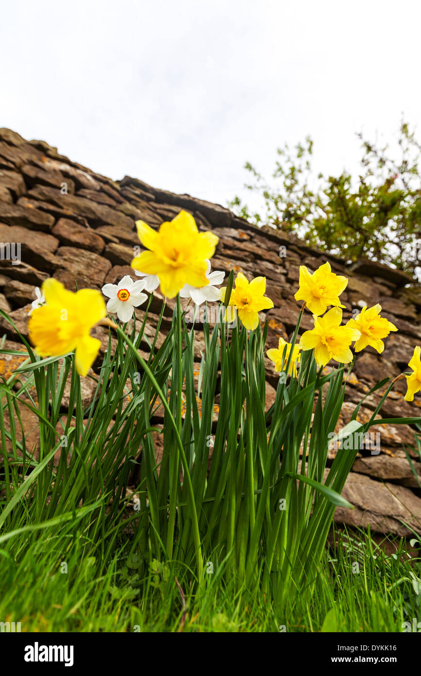 Spring daffodils flowers yellow and white Yorkshire Dales National Park, UK England GB Stock