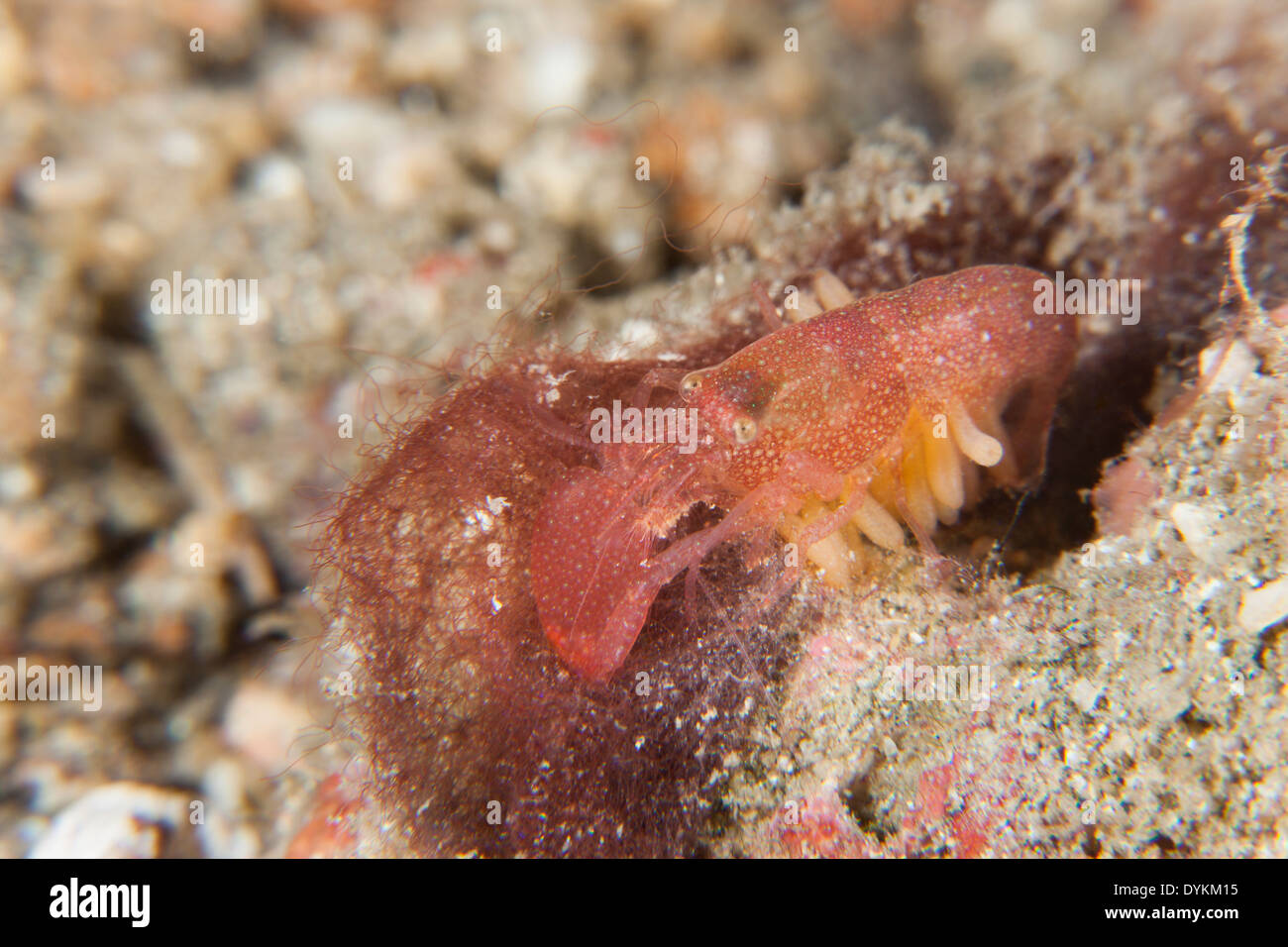 Algae-tube Snapping Shrimp (Alpheus frontalis) in the Lembeh Strait off North Sulawesi, Indonesia. Stock Photo