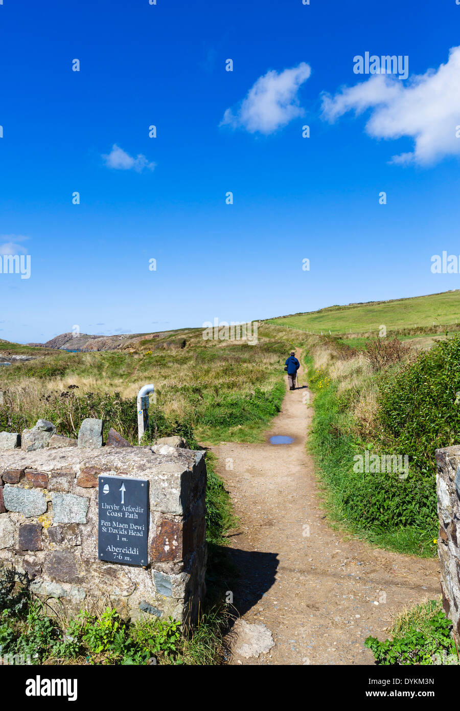 Walker on the Pembrokeshire Coast Path at Whitesands Beach near St David's, Pembrokeshire, Wales, UK Stock Photo