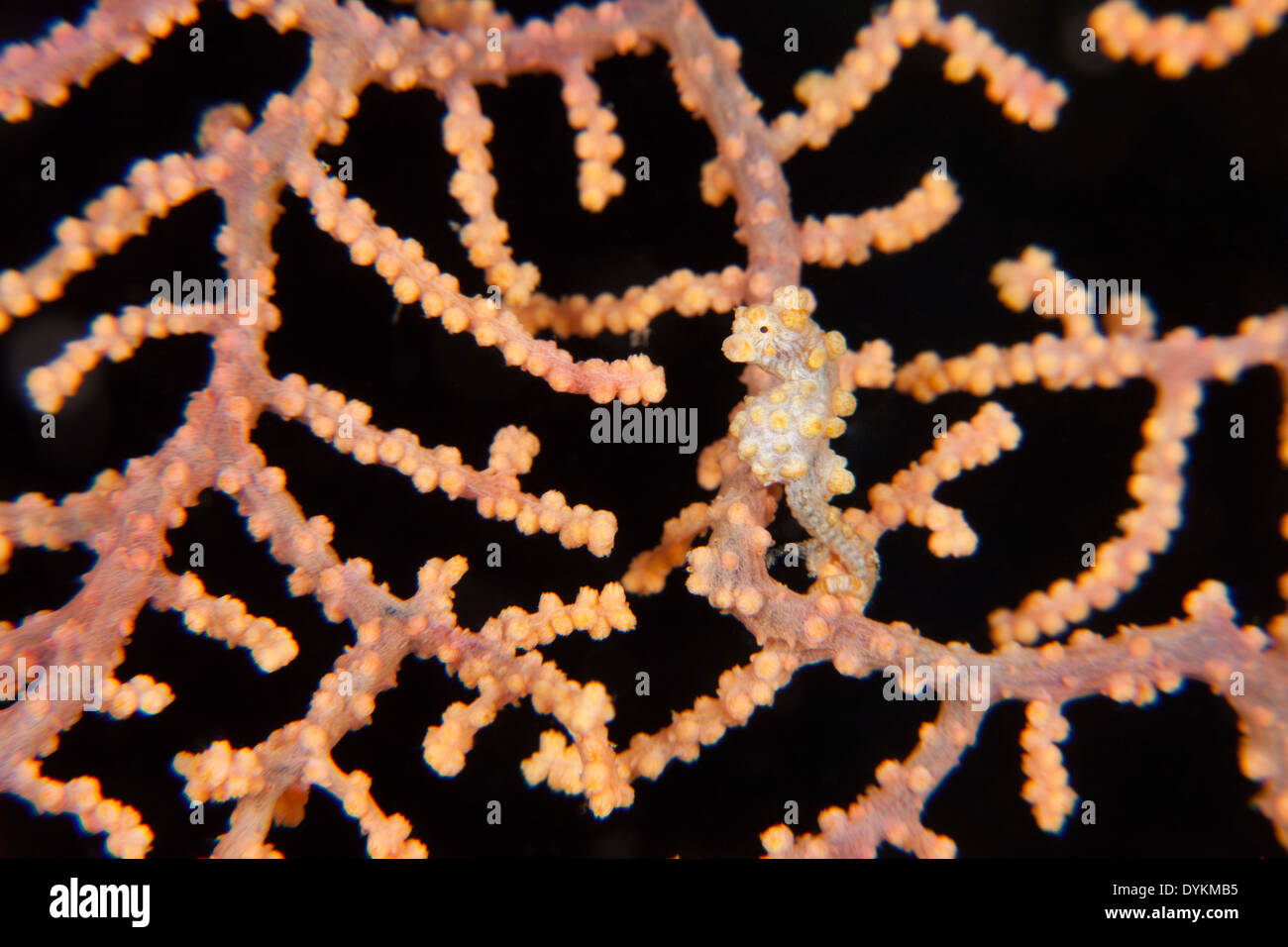 Bargibant's Pygmy Seahorse (Hippocampus bargibanti), yellow phase, on a Gorgonian Sea Fan (Muricella sp.) Stock Photo