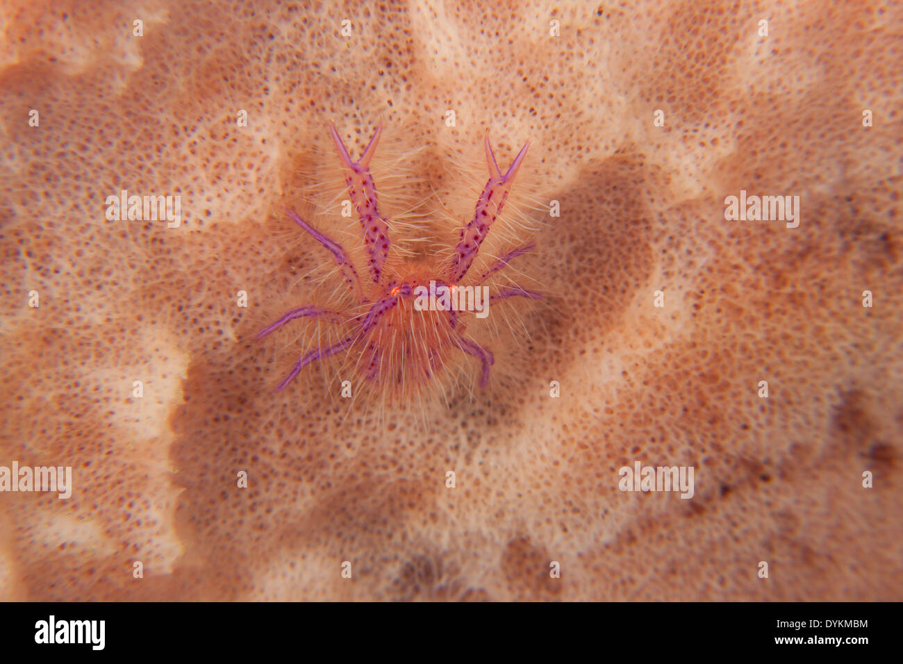 Hairy Squat Lobster (Lauriea siagiani) in a sponge in the Lembeh Strait off North Sulawesi, Indonesia. Stock Photo