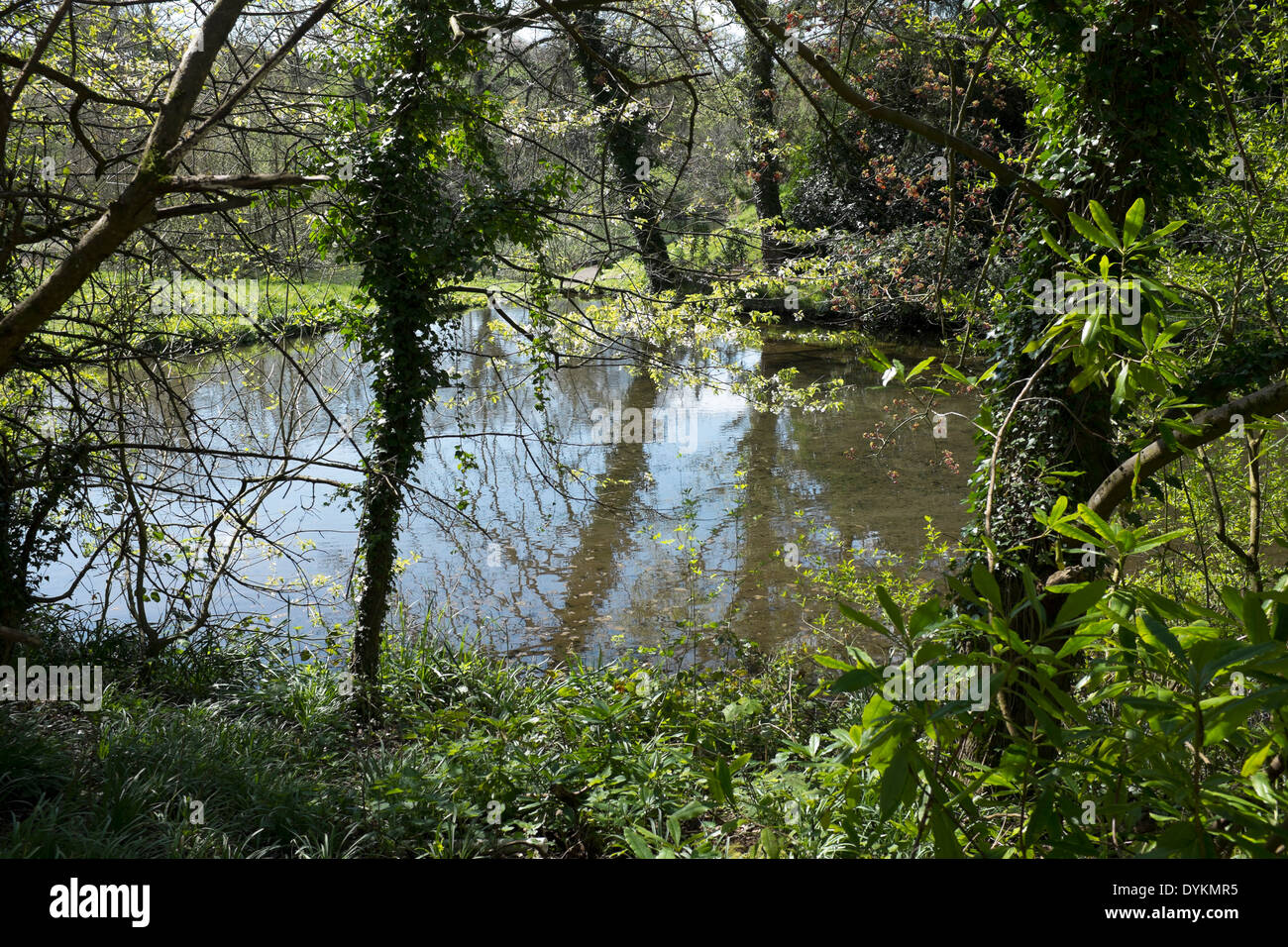 Drews Pond Devizes Stock Photo Alamy