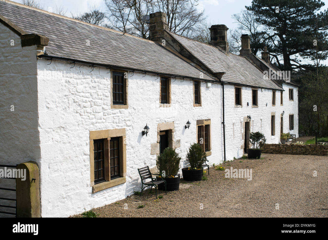 Row of whitewashed cottages Allensford, previously the Belsay Castle Inn, north east England UK Stock Photo