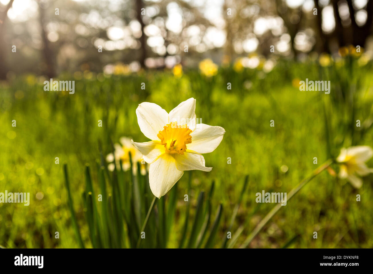 A wild daffodil flower blooms at Botany Bay, Edisto Island, South