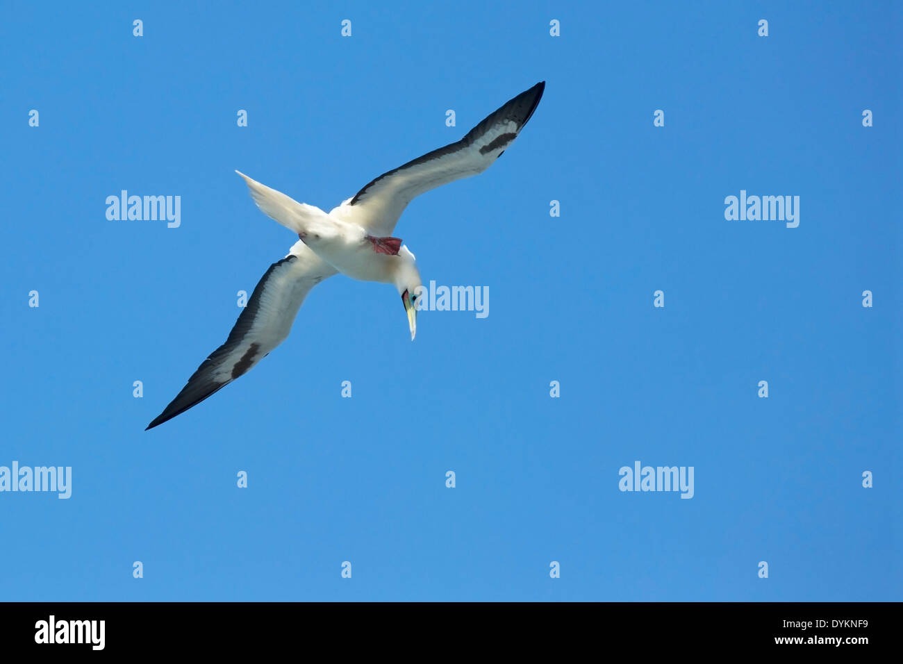 Red-footed Booby (Sula sula rubripes), white color phase, scratching in midair Stock Photo