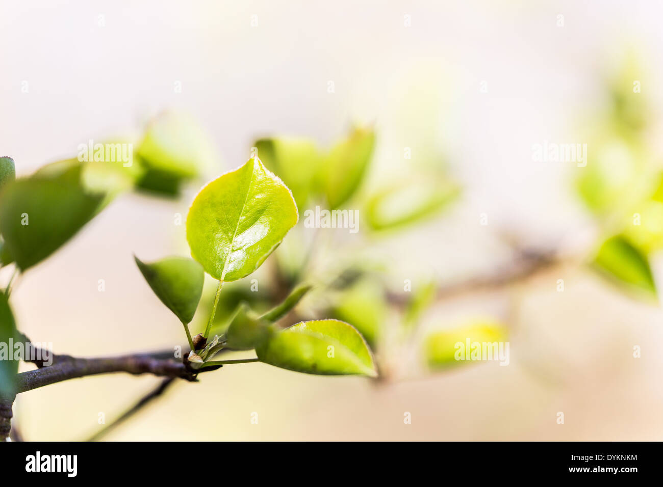 New Plymouth pear leaf Pyrus, cordata in spring sunshine Stock Photo