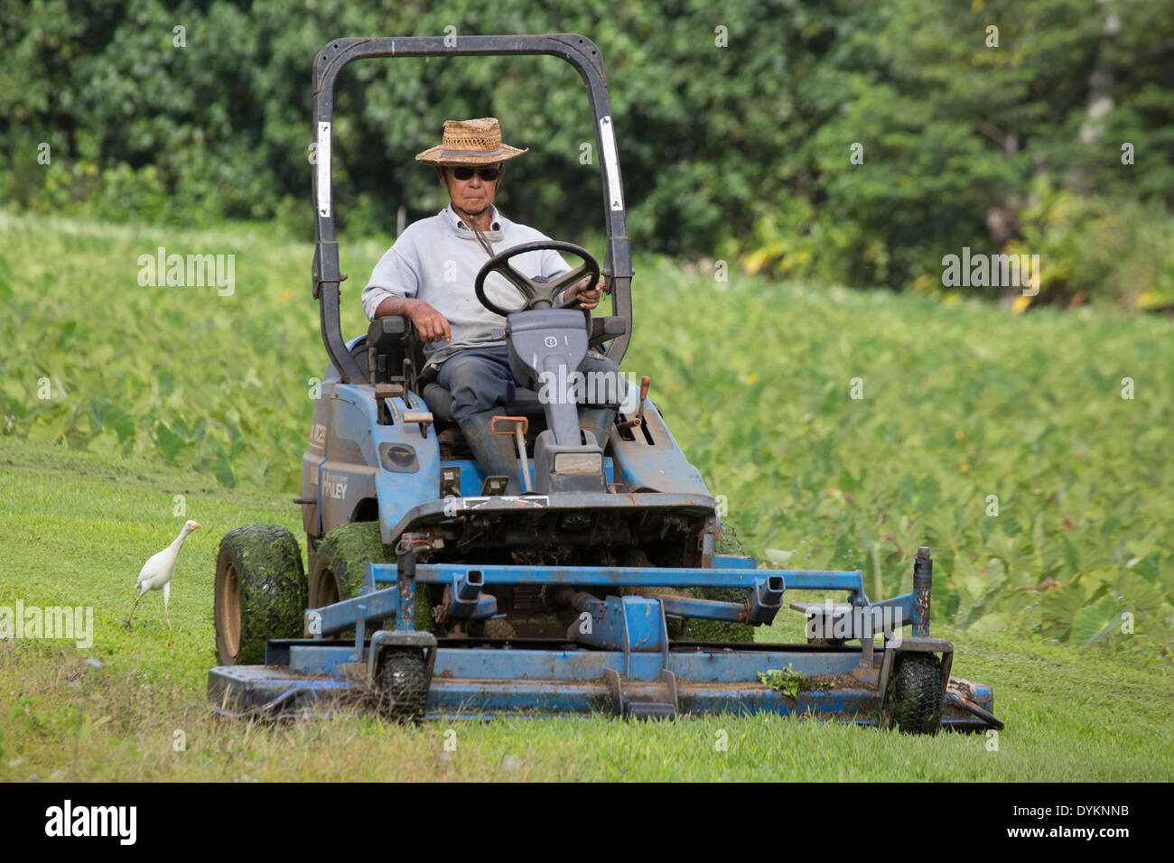 Elderly man mowing verge in between taro crops in Kauai Stock Photo