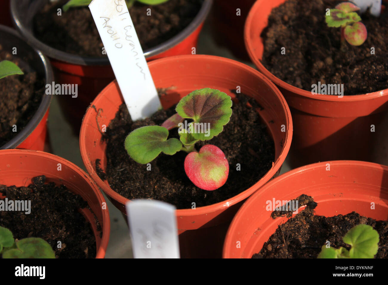Geranium seedlings in plastic pots Stock Photo