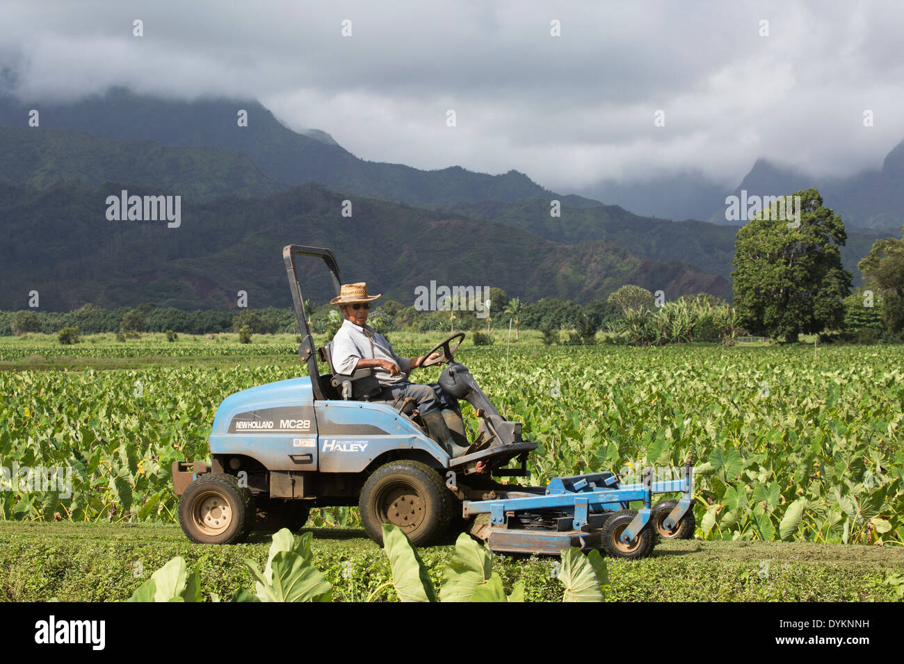 Senior man mowing verge between taro fields in Hanalei Valley, Kauai Stock Photo