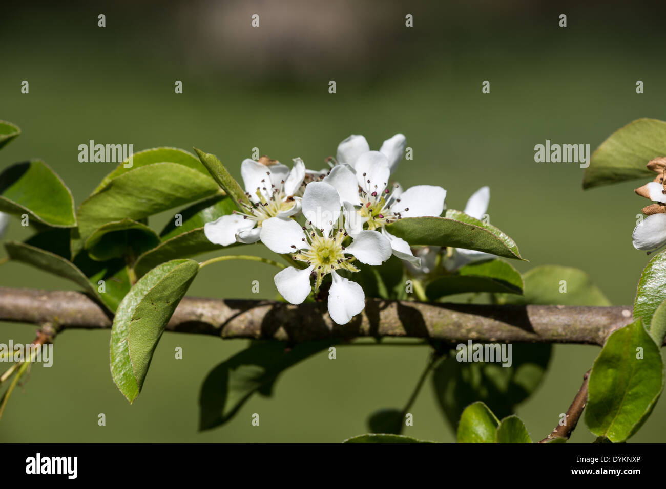 Plymouth pear flower (Pyrus, cordata) in spring sunshine Stock Photo