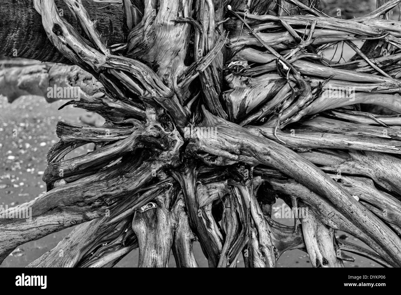 Driftwood trees along Boneyard Beach at Botany Bay, Edisto Island, South Carolina. Due to natural beach erosion the coastal forest is slowly being swallowed by the Atlantic Ocean. Stock Photo