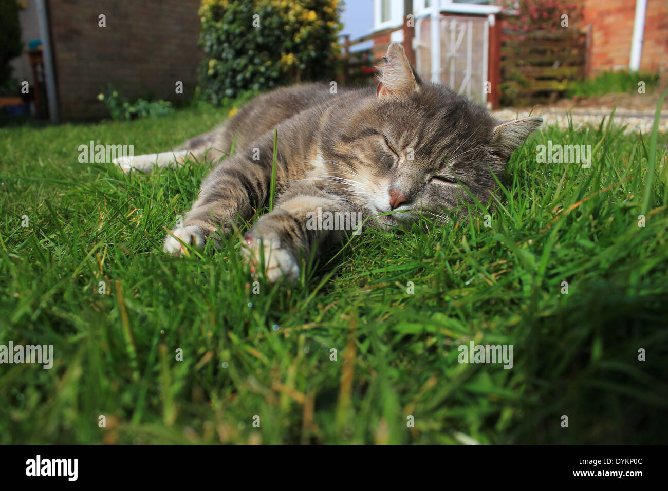 Sleeping tabby cat hires stock photography and images Alamy