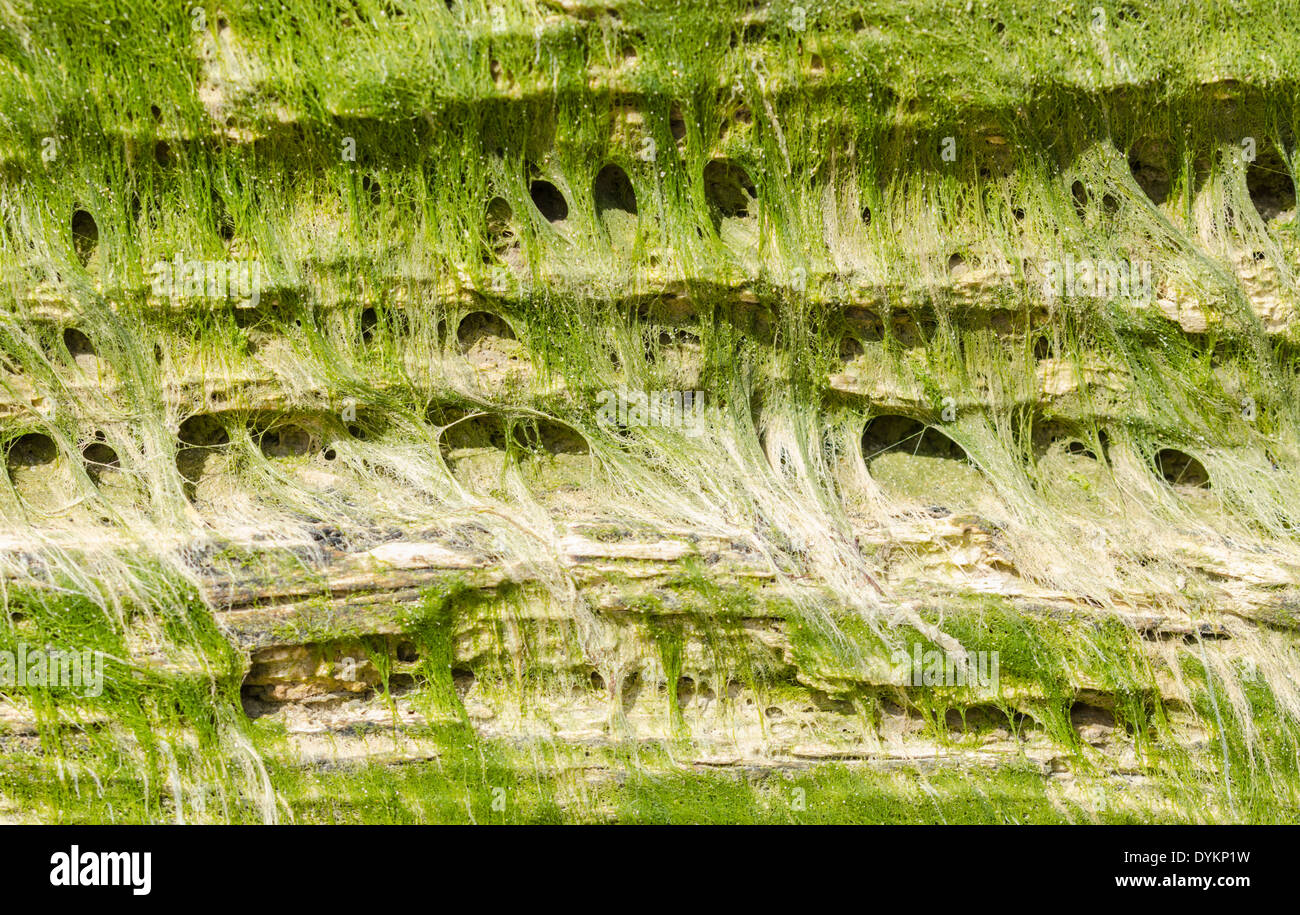 Wet algae growing near water. Stock Photo